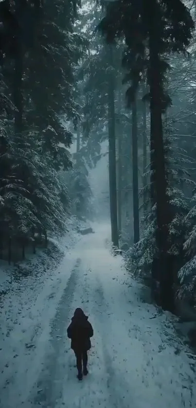 Snow-covered forest path in winter, framed by tall trees.