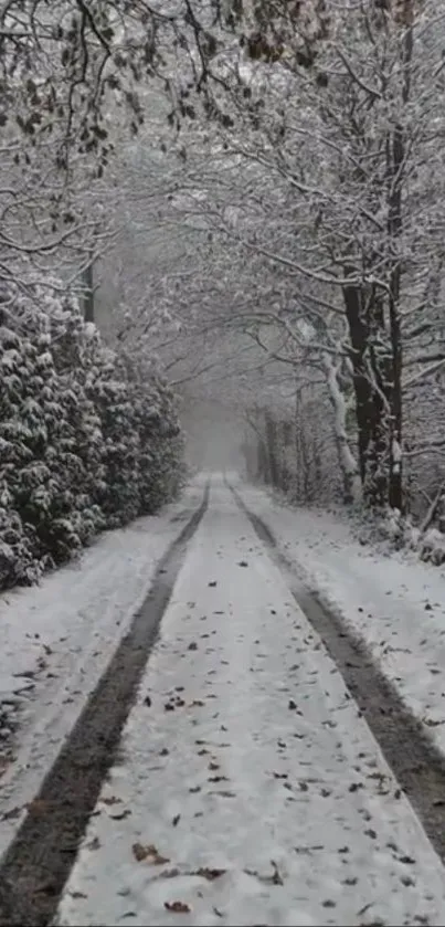 Snow-covered path through a tranquil winter forest.