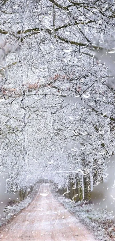 Snowy forest path in a serene winter landscape.