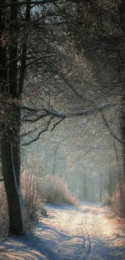 Serene snowy forest path with sunlit trees.