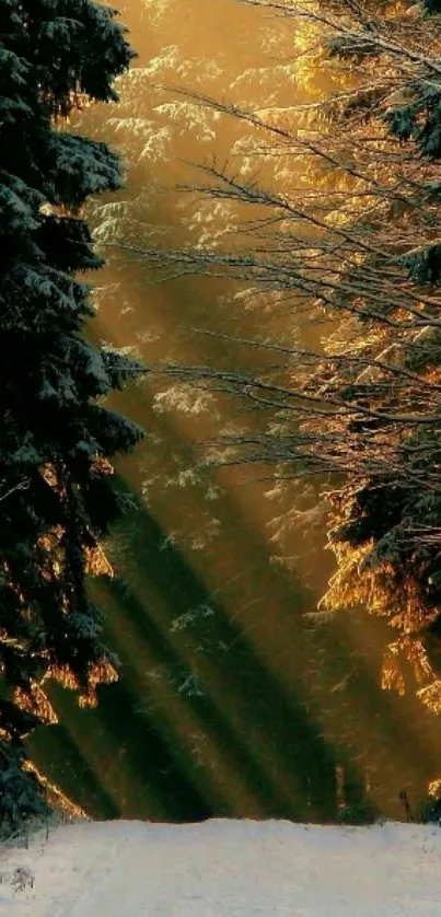 Winter forest pathway with sunlit snow and trees.