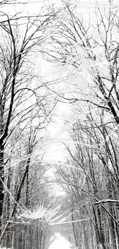 Snow-covered forest pathway with towering trees.