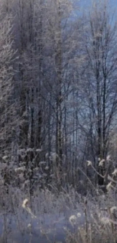 Serene winter forest with frosted trees under a clear blue sky.