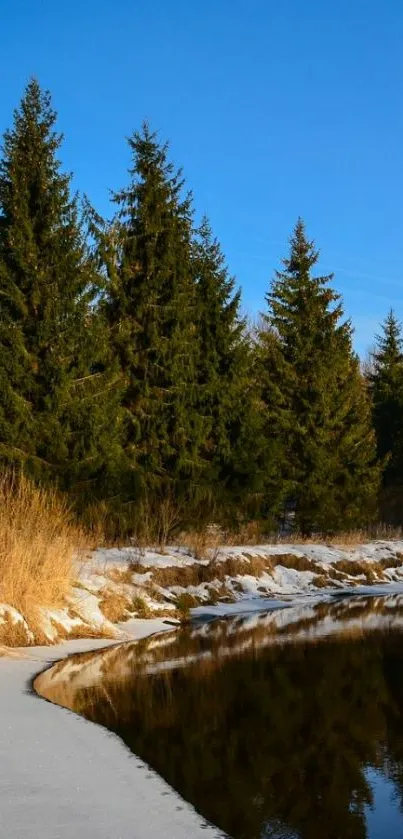 Snowy forest landscape with riverbank and tall pine trees under a blue sky.