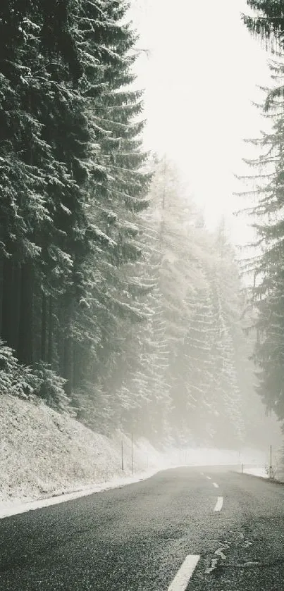 Misty forest road covered in snow with towering trees on both sides.