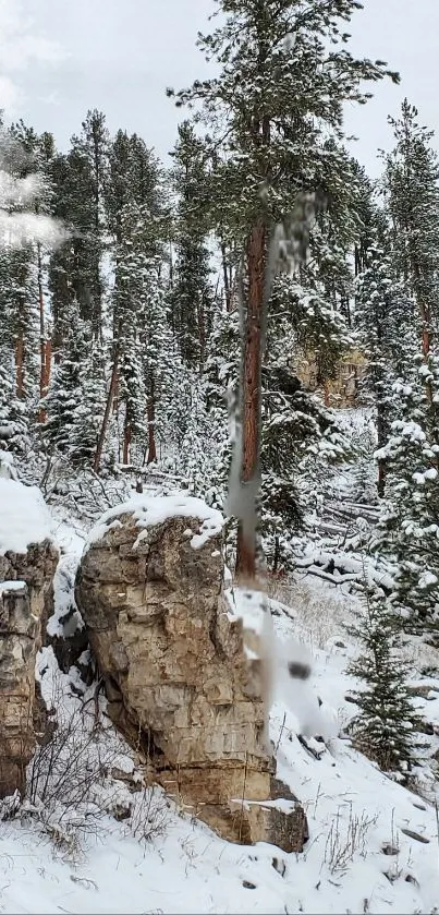 Serene winter forest with snow-laden trees on a rocky landscape.