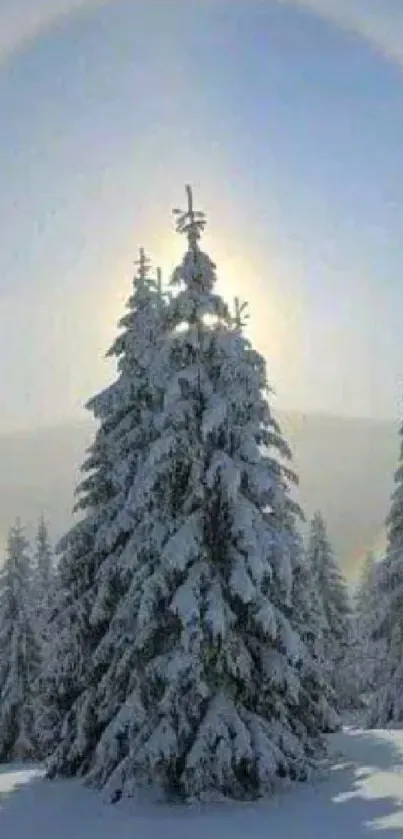 Snow-covered trees with a halo-lit sky scenery.