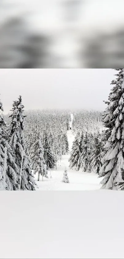 Snow-covered trees in a tranquil winter forest scene.