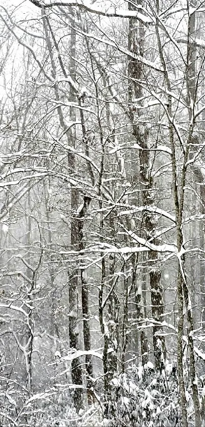 Snow-covered forest trees in wintertime.