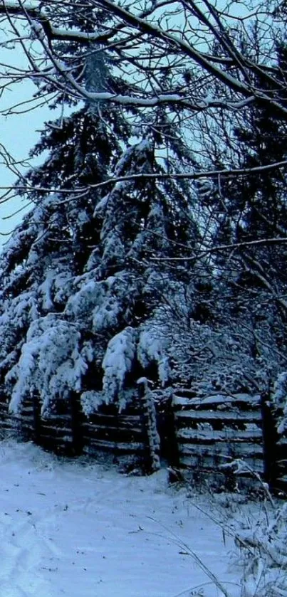 Snowy forest scene with trees and pathway in winter environment.