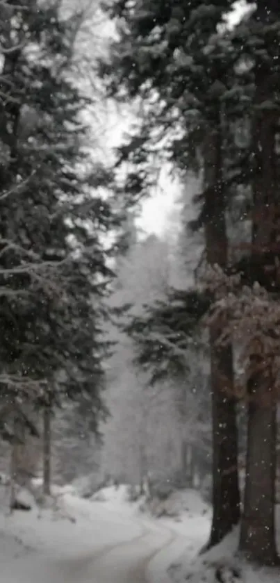 Snow-covered forest path with falling snowflakes.