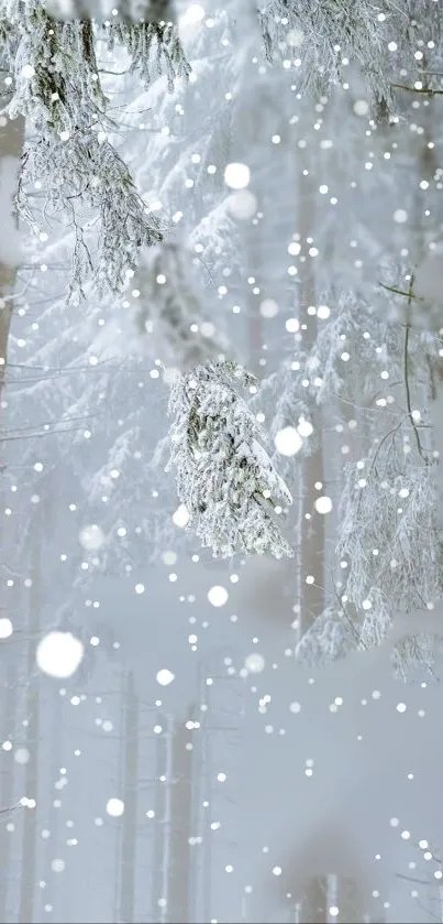 Snowy winter forest with falling snowflakes.