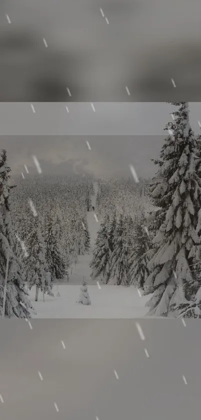 Snowy winter forest with falling snowflakes.