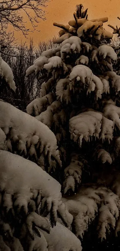 Snowy pine trees under an orange evening sky.