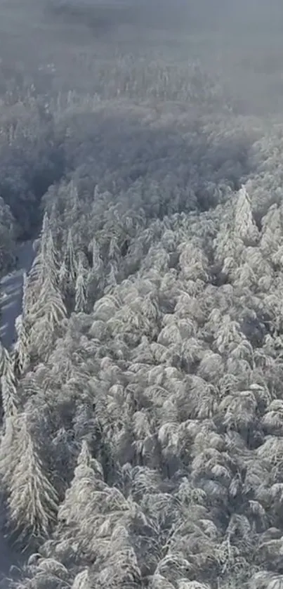 Aerial view of a snowy winter forest with a winding path through the trees.