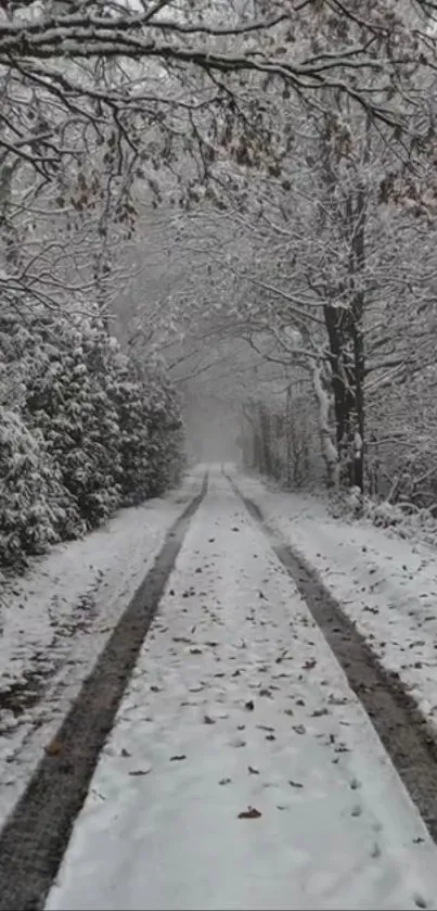 Snowy forest path with bare trees and soft winter hues.