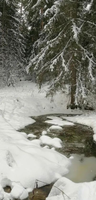 Serene snow-covered forest stream wallpaper.