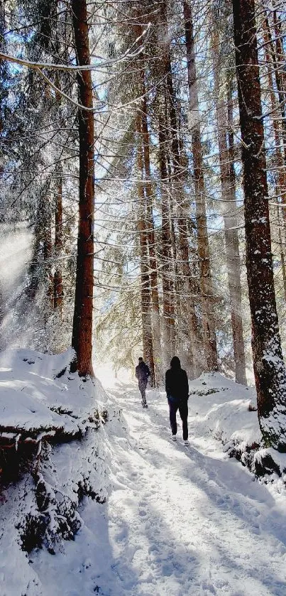 Sunlight streaming through snowy forest trees with hikers on a winter path.