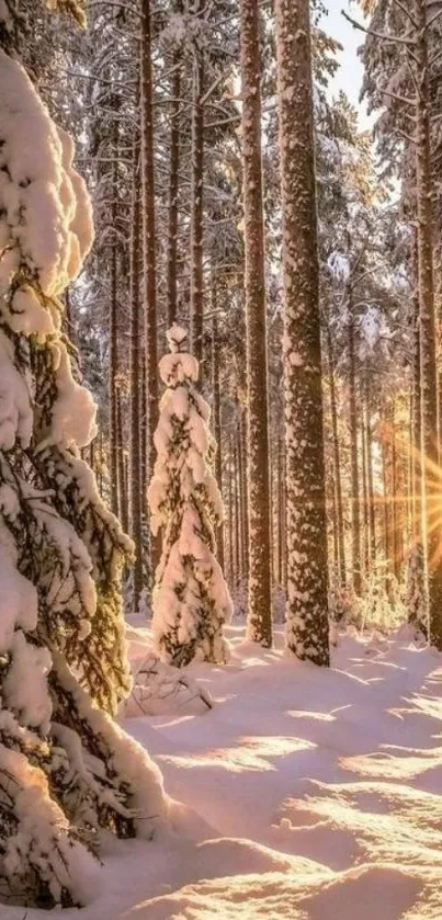 Sunlit snowy forest path with trees and serene winter ambiance.