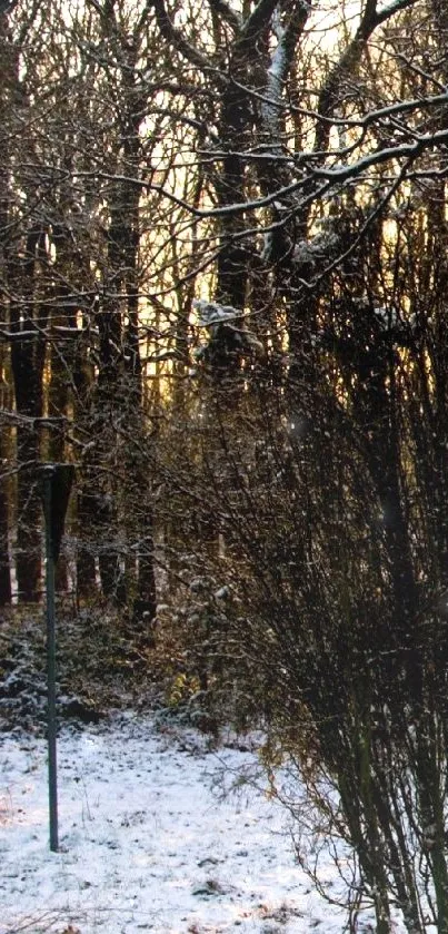 Winter sunrise in a snowy forest with sunlight through trees.