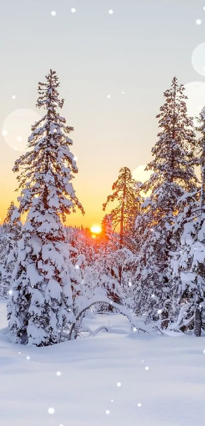Snowy winter forest with sunset in background, showcasing serene natural beauty.