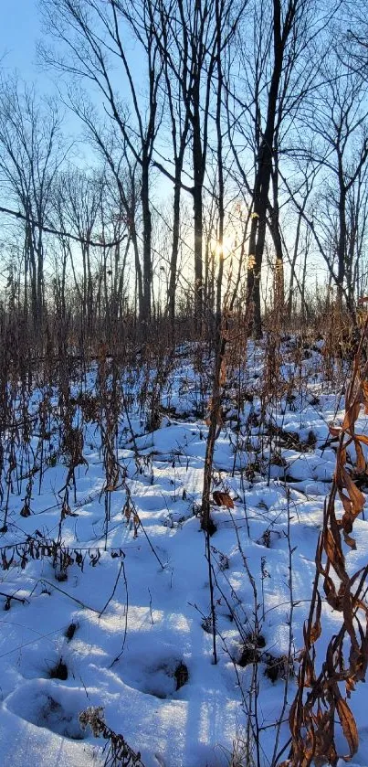 Snowy winter forest landscape with blue sky and bare trees.