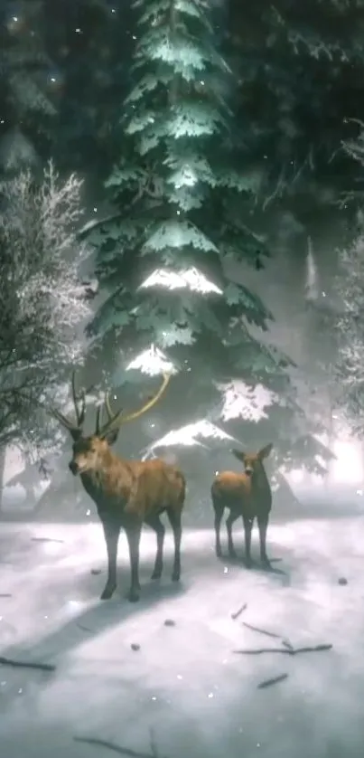 Deer standing in a snowy winter forest under a tall, green pine tree.