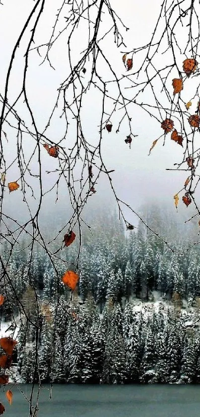 Frosted trees and autumn leaves in a peaceful winter forest landscape.