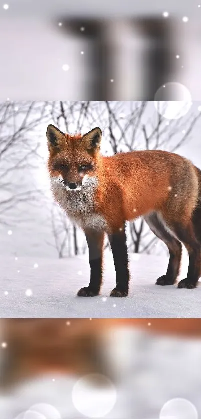 Majestic red fox standing in a snowy winter forest.