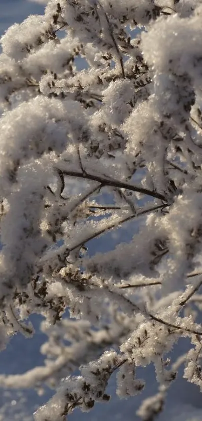 Frosted branches under soft winter sunlight.