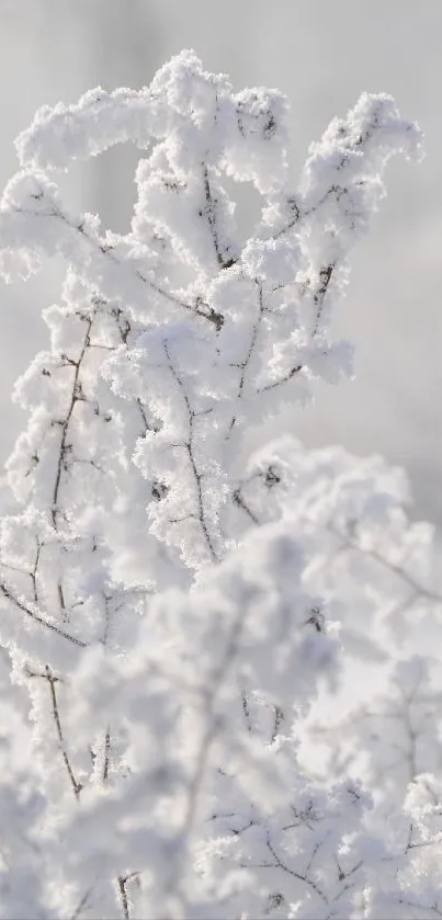 Delicate snow-covered branches in serene winter scene.