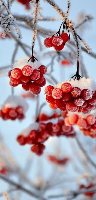 Winter wallpaper with frosted red berries and snowy branches.