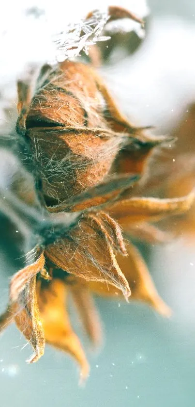 Close-up of frosted leaves in winter scene.