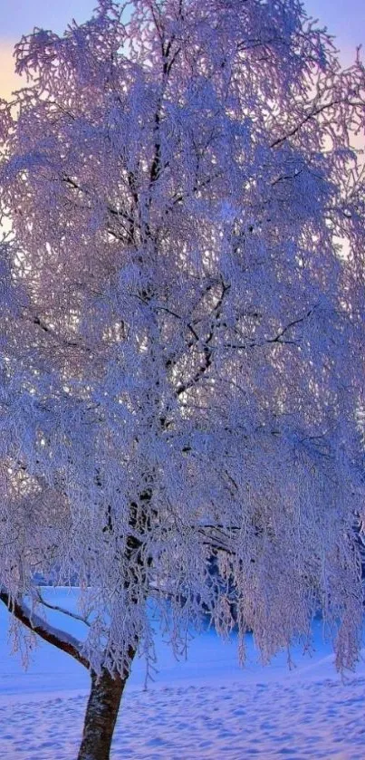 Frosted tree with snow against a light blue sky in a serene winter landscape.