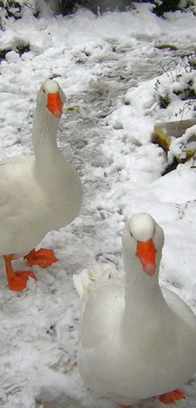 Two geese standing on a snow-covered path in a winter scene.