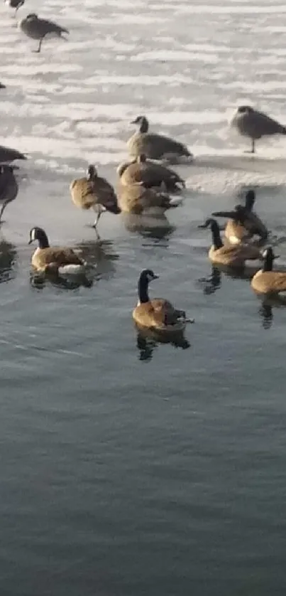 Geese glide over an icy, tranquil lake.