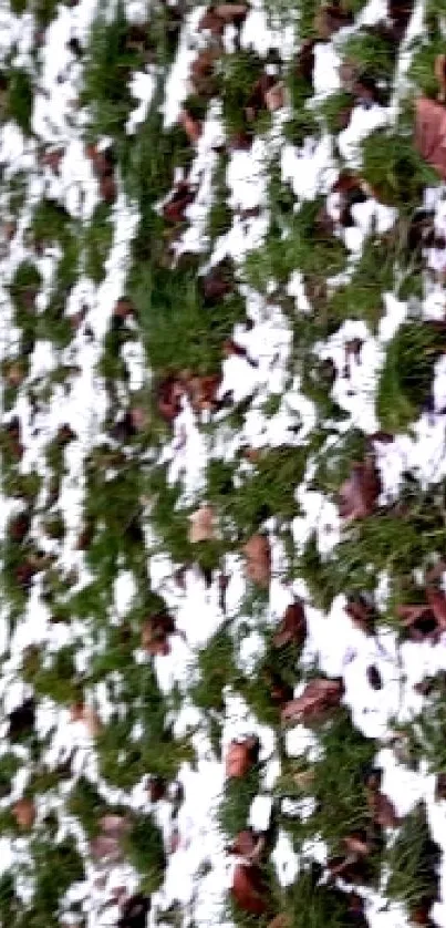 Green grass dusted with light snow creating a serene winter texture.