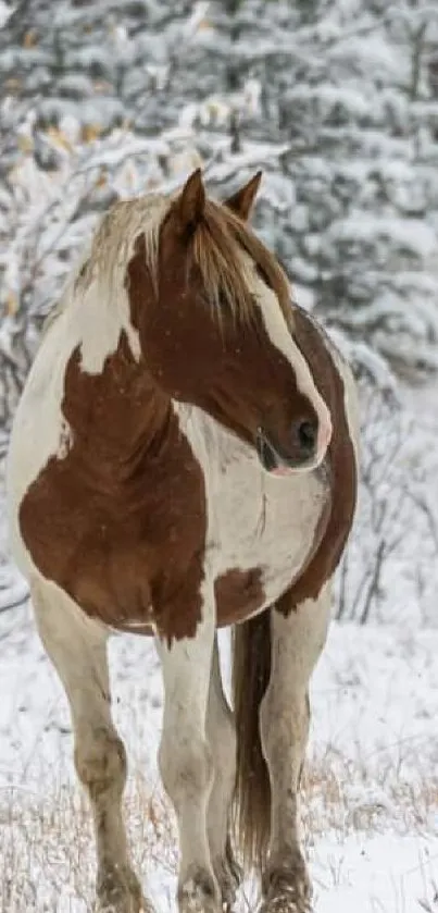 Majestic brown and white horse standing in a snowy forest clearing.