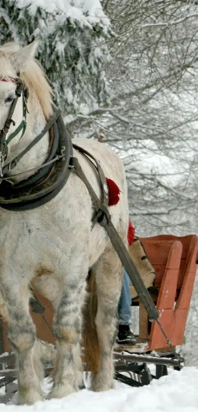 White horse pulling sleigh in snowy winter forest.