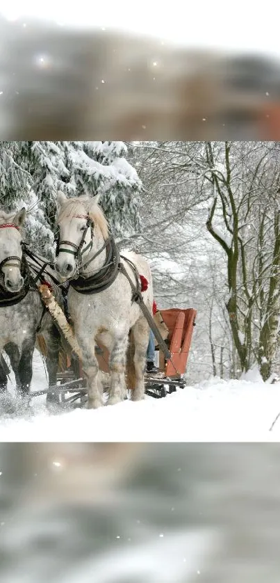 Two horses pulling a sled through a snowy forest in winter.