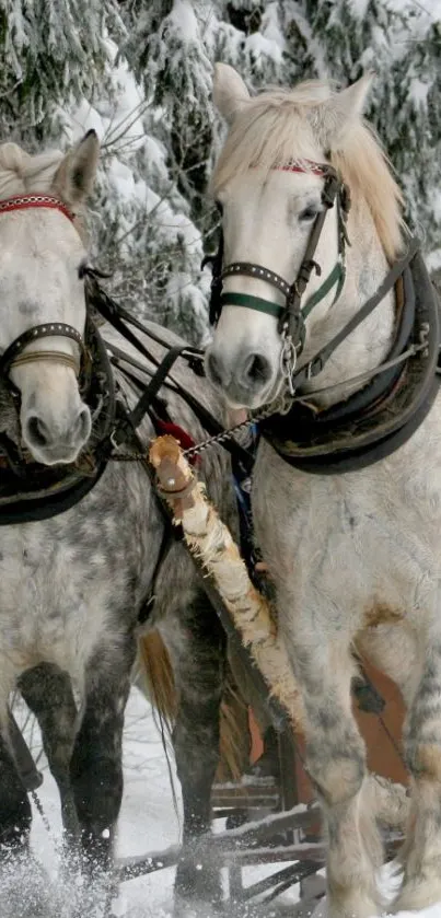 Two horses pulling a sled in snowy winter forest.