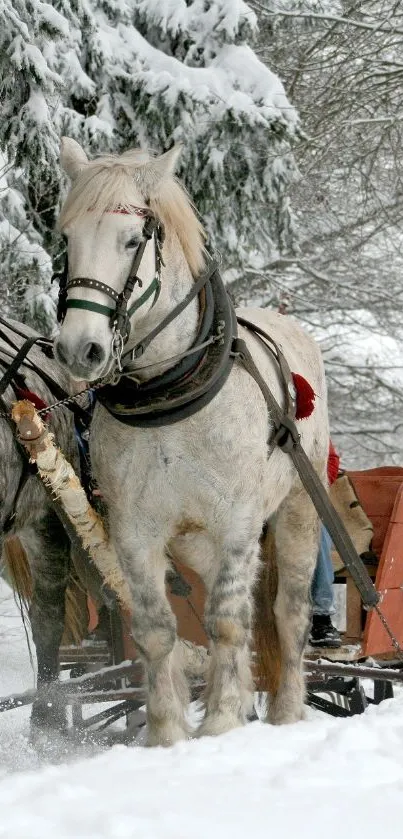 Horses pulling a sleigh through a snowy forest landscape.