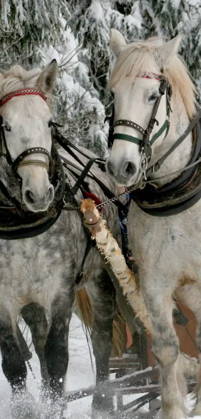 Two majestic horses pulling a sled through a snowy forest.