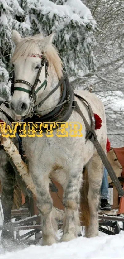 Two horses pulling a sleigh through a snowy forest.