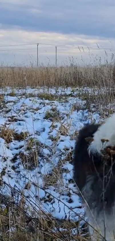 Dog in snowy field with winter landscape background.