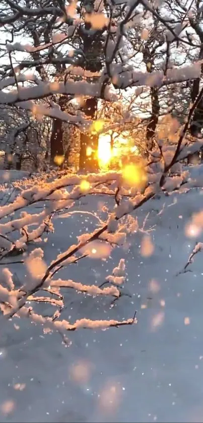 Snowy forest background with sunset light through branches.