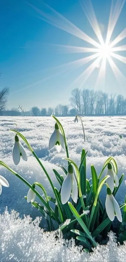 Snowdrops blooming in snowy field under bright sun.