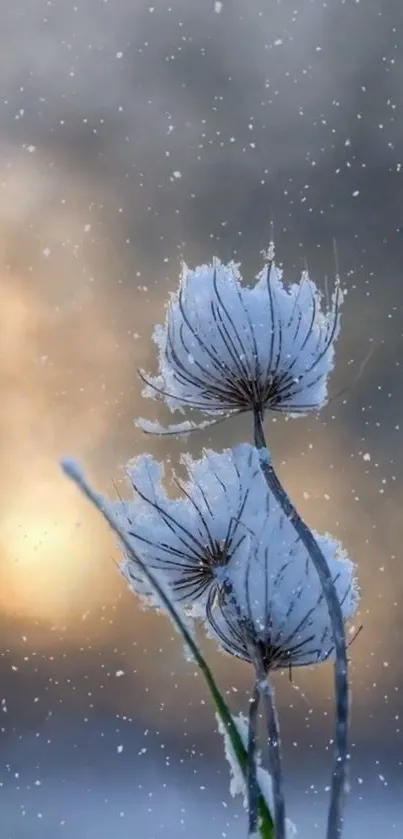 Frosty blossoms with snowflakes against a winter sky backdrop.