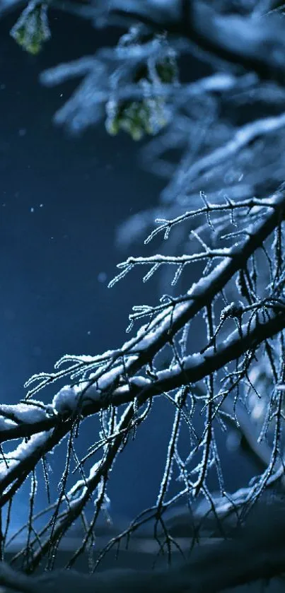 Snowy branches at night with a serene, dark blue background.