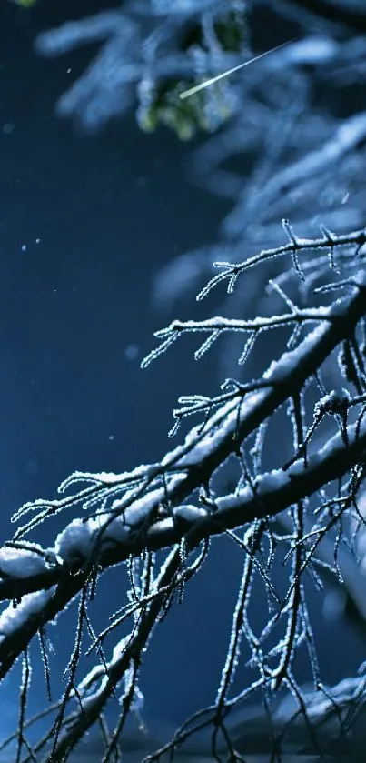 Frosted branches under a dark blue winter night sky.